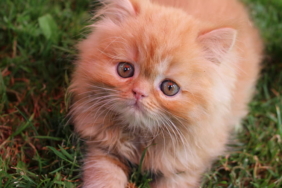 Ruyada Kedi Gormek