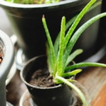 Pencere önünde toprak saksıda aloe vera bitkisi