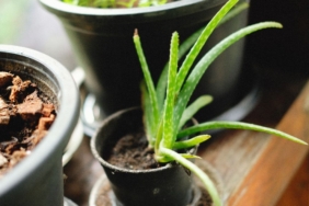 Pencere önünde toprak saksıda aloe vera bitkisi