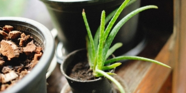 Pencere önünde toprak saksıda aloe vera bitkisi