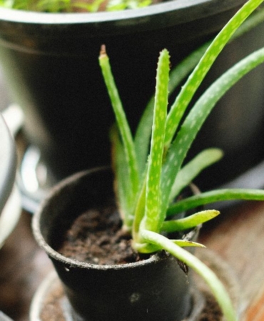 Pencere önünde toprak saksıda aloe vera bitkisi