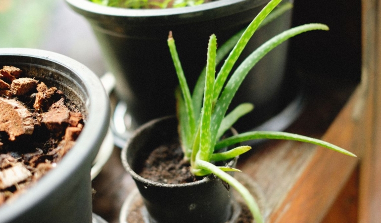 Pencere önünde toprak saksıda aloe vera bitkisi