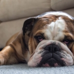 Salonda halının üzerinde yatan köpek ve temiz halı