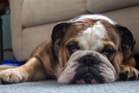 Salonda halının üzerinde yatan köpek ve temiz halı
