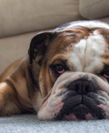 Salonda halının üzerinde yatan köpek ve temiz halı