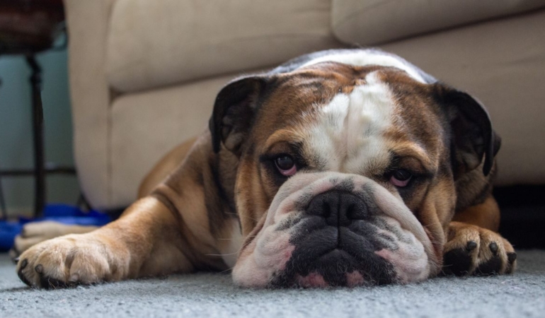 Salonda halının üzerinde yatan köpek ve temiz halı