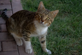 Evde koltukta dinlenen tekir kedi