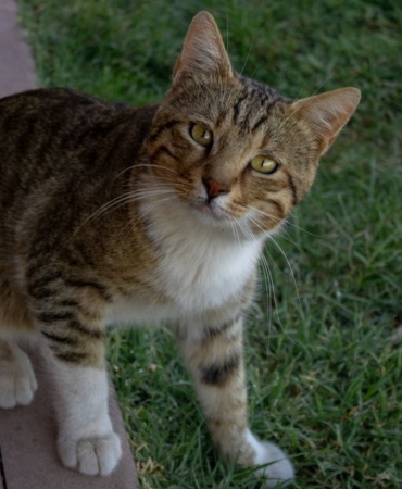 Evde koltukta dinlenen tekir kedi