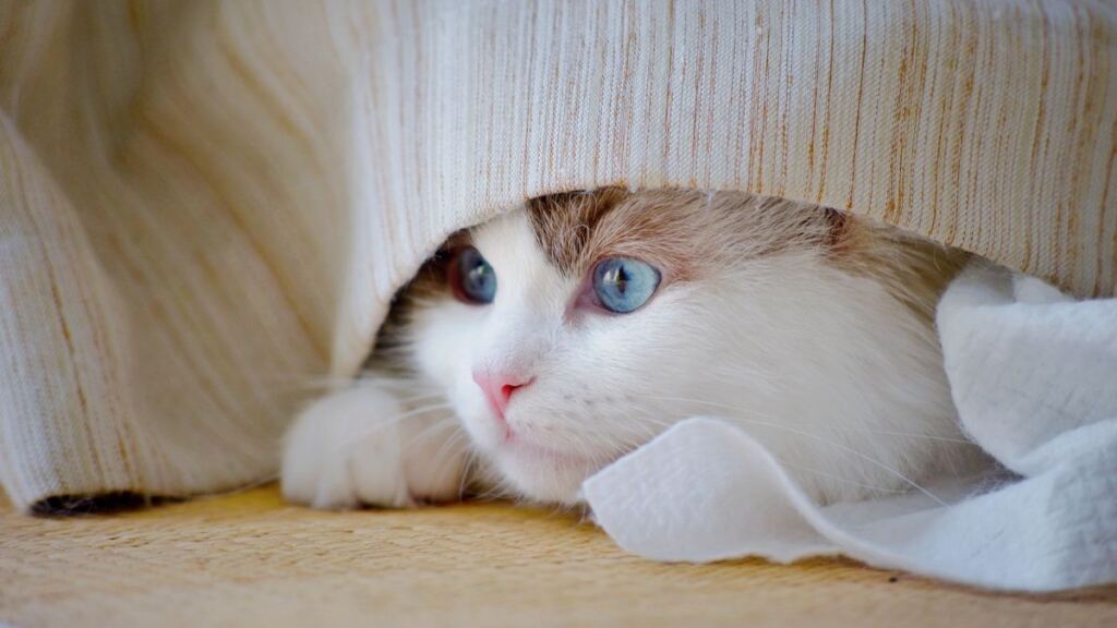 Battaniyenin altında kıvrılmış uyuyan kedi