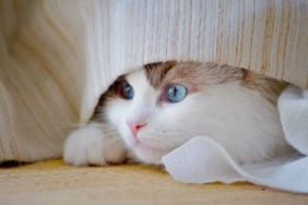 Battaniyenin altında kıvrılmış uyuyan kedi