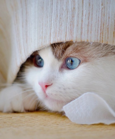 Battaniyenin altında kıvrılmış uyuyan kedi