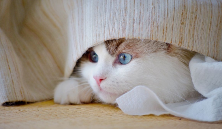 Battaniyenin altında kıvrılmış uyuyan kedi